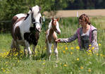 Tinkerponyhof